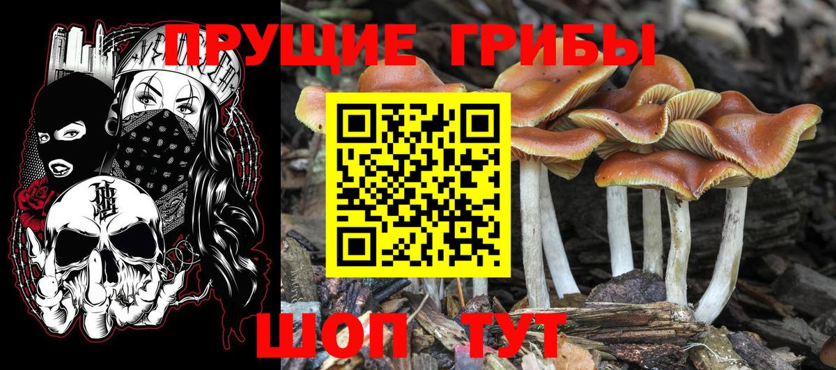 Галлюциногенные грибы Psilocybe Клинцы